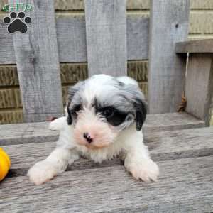 Cooper, Havapoo Puppy